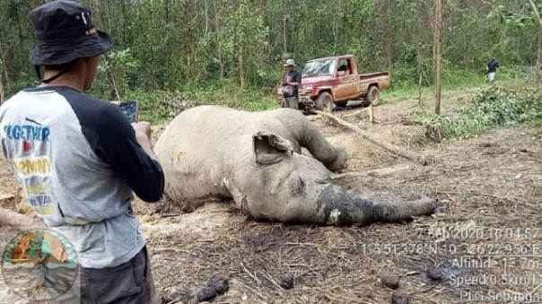 Kondisi gajah betina yang saat ditemukan sudah mati. Foto: int 