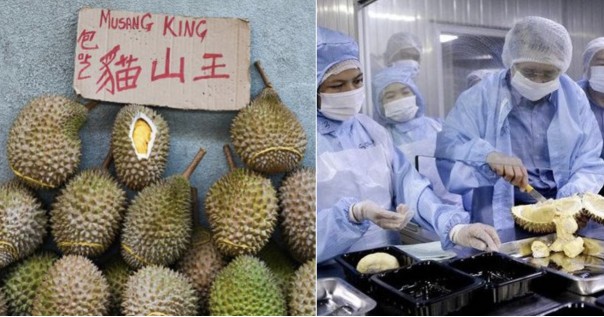 Tak Hanya Harga Saham, Wabah Corona Di Cina Juga Turut Mempengaruhi Penjualan Durian di Malaysia