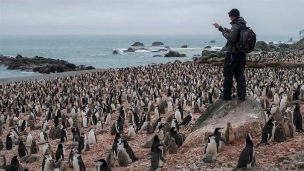 Menyedihkan, Penguin di Antartika Akan Menjadi Hewan Langka Dalam Waktu Lima Tahun ke Depan