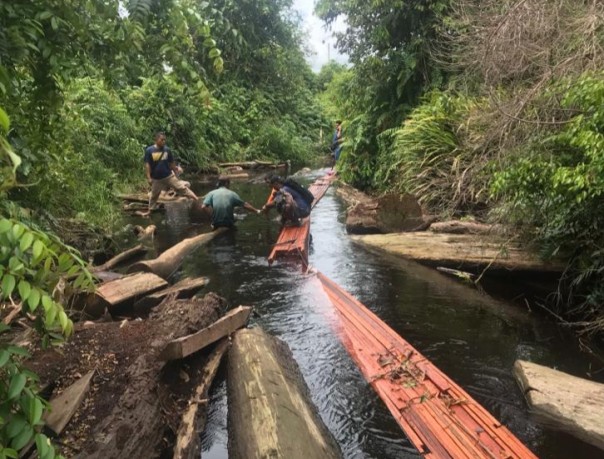 Dua orang diduga pelaku illegal logging di kepulauan Rupat, kelurahan Batu Panjang, Kecamatan Rupat, kabupaten Bengkalis diamankan tim opsnal Satreskrim Polres Bengkalis (foto/Hari)