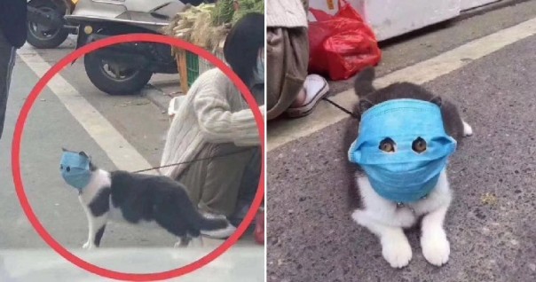 Unik, Untuk Melindung Kucing Peliharaannya Dari Virus Wuhan, Pria Ini Melakukan Hal Aneh yang Akhirnya Jadi Viral di China