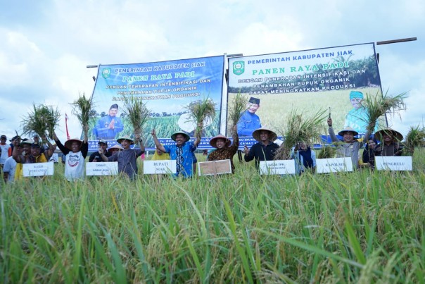 Bupati Siak Alfedri melaksanakan panen raya bersama masyarakat di areal persawahan Sungai Tengah (foto/Lin)