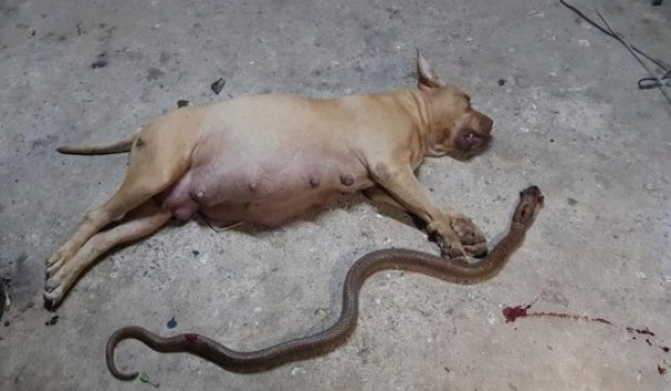Anjing Pit Bull yang Sedang Hamil Ini Mati Setelah Menyelamatkan Majikannya Dari Ular Kobra yang Mencoba Masuk ke Dalam Rumah Mereka