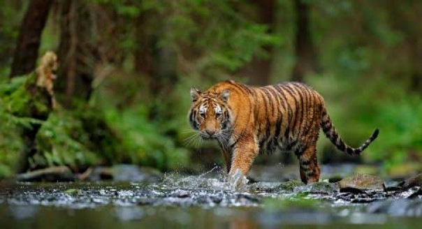 Warga Pangkalan Kuras Pelalawan heboh kemunculan harimau Sumatera (foto/ilustrasi)