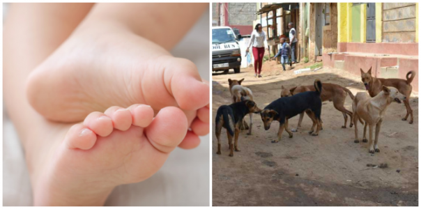 Mengerikan, Tiga Kaki Anak-Anak yang Terpotong Ditemukan di Sebuah Gudang di Malaysia Setelah Dibawa Oleh Sekawanan Anjing