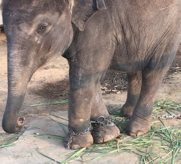 Tragis Kaki  Bayi Gajah  di Thailand Ini Dirantai Dan 