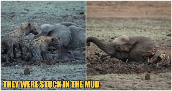 Kisah Seorang Induk Gajah yang Menyaksikan Anaknya Dimakan Oleh Sekelompok Hyena Sebelum Meninggal Karena Dehidrasi, Jadi Viral di Media Sosial