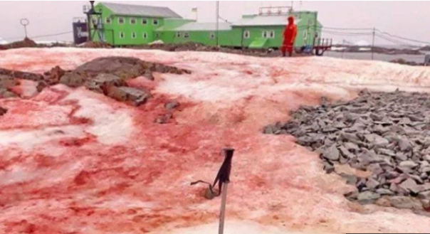 Pantai di Antartika yang berubah menjadi merah seolah dilanda banjir darah. Foto: int 