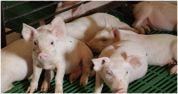 Indonesia Alami Wabah Demam Babi Afrika, Ribuan Babi Tewas Secara Mengerikan