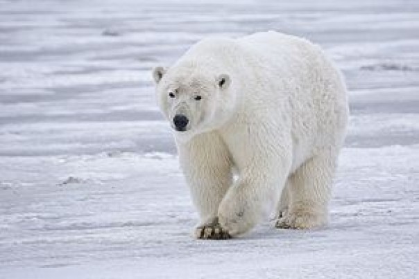Jumlah kasus kanibalisme beruang Kutub diduga kuat meningkat (foto/int)