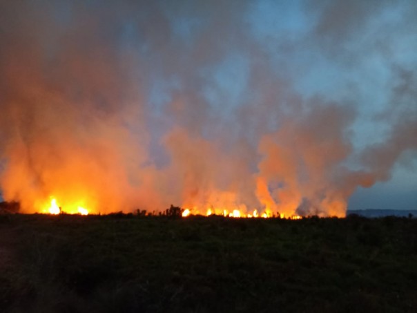 Kebakaran Hutan dan Lahan (Karhutla) di desa Tanjung Punak, Kecamatan Rupat Utara, Kabupaten Bengkalis, Riau semakin membara (foto/Hari)