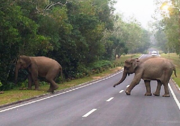 Rombongan gajah liar saat melintasi jalanan umum (ilustrasi). Foto: int 