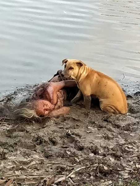 Foto Dua Anjing Liar yang Melindungi Seorang Nenek Tua Tunawisma Saat Tengah Tertidur Di Tepi Sungai Jadi Viral di Malaysia