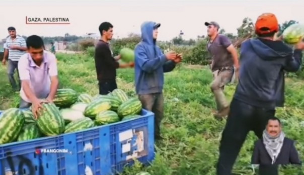 Semangka tumbuh subur di Gaza, Palestina (foto/int)