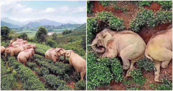 Belasan Gajah Berkeliaran di Sebuah Desa di Wuhan, Dan Menemukan Hal Ini yang Membuat Semuanya Tertidur di Kebun Teh