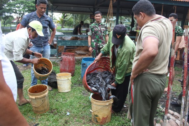 Anggota TNI dari Kodim 0314/Inhil, Provinsi Riau memanen ikan Lele di Keramba Apung Kolam Makodim 0314/Inhil (foto/Rgo)