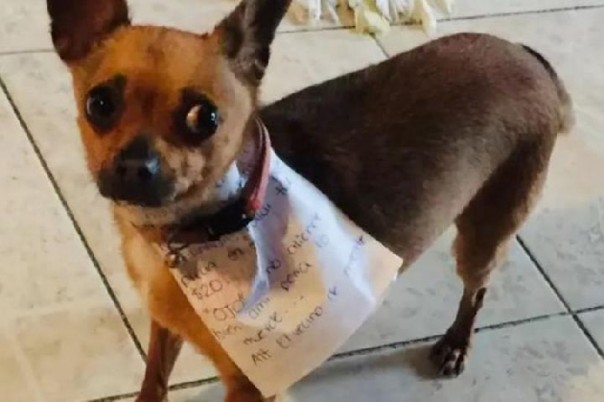 Anjing Chihuahua membawa surat majikan untuk membeli keripik Cheetos ke toko saat pemberlakuan larangan ke luar rumah karena wabah virus Corona. [MIRROR.CO.UK]