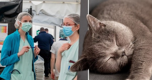 Seorang Wanita Perancis Menginfeksi Kucingnya Dengan Virus Corona