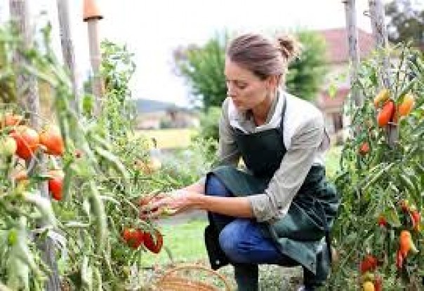 Penelitian Dari Harvard Mengungkapkan Wanita yang Suka Berkebun Memiliki Peluang Hidup Lebih Lama, Ini Alasannya....