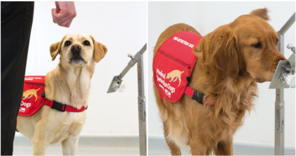 Terungkap, Anjing Bisa Digunakan Untuk Mendeteksi Virus Corona Pada Manusia Dengan Cara Ini...