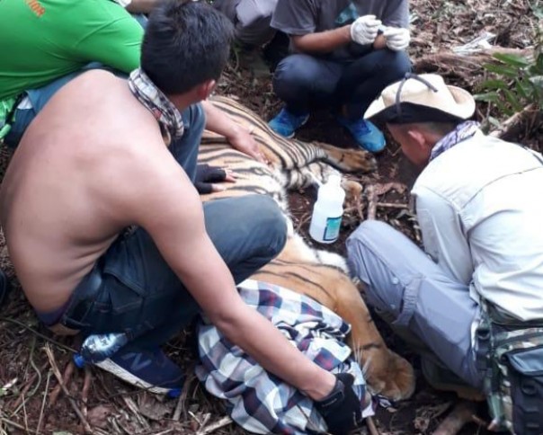Harimau Sumatera yang terjerat di Pelalawan dievakuasi BKSDA (foto/ist)