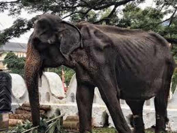 Menyedihkan, Ribuan Gajah di Thailand Terancam Mati Kelaparan Karena Virus Corona Menghancurkan Sektor Pariwisata