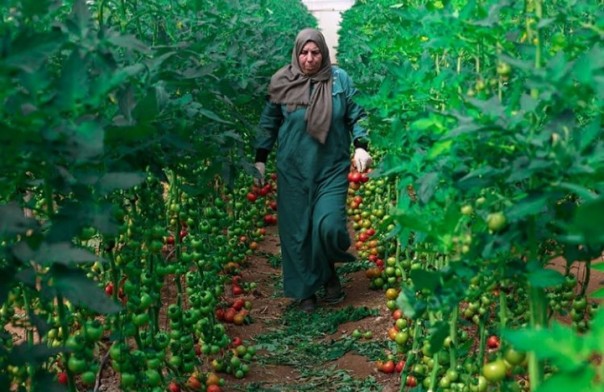 Tanaman tomat tumbuh subur di Gaza, Palestina (foto/int)