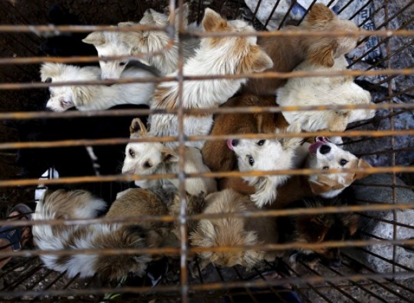 Untuk Pertama Kali Sepanjang Sejarah, Kota di Cina Ini Melarang Warganya Untuk Mengkonsumsi Anjing dan Kucing, Ini Alasannya...