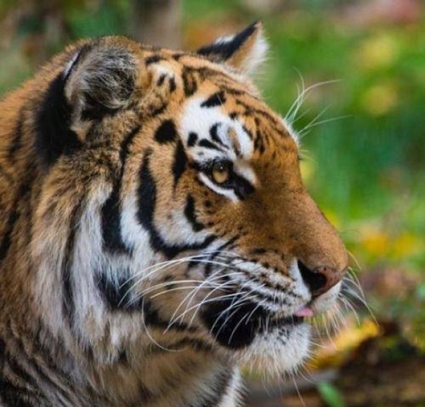 Harimau di kebun binatang di Amerika Serikat dikonfirmasi kena virus corona (foto/int