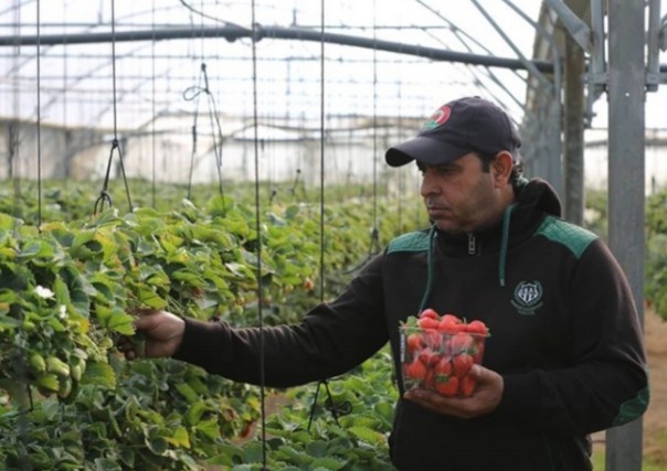 Petani memanen strawberry di tengah pandemi virus corona di Gaza Palestina (foto/int)