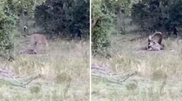 Salah satu rekaman yang menggambarkan pertarungan mati-matian antara seekor macan tutul dan ular piton. Saat ini  rekaman tersebut sudah viral di media sosial. Foto: int 