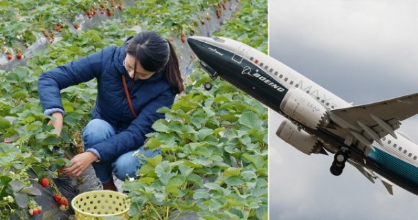 Ratusan Pemetik Buah Diterbangkan Dari Rumania Untuk Mengisi Lowongan di Peternakan di Inggris Akibat Pandemi Virus Corona