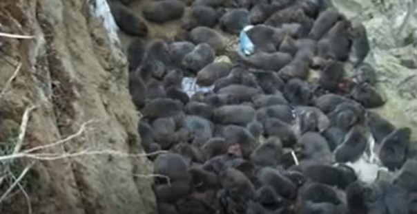 Pasca Pandemi Virus Corona, Ribuan Tikus Bambu Dibuang di Pekuburan Massal Setelah Diilegalkan Untuk Dijual