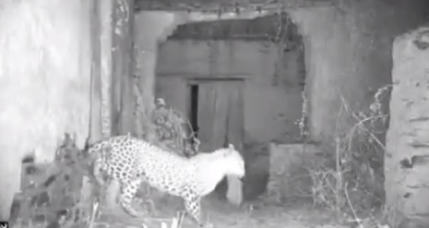Rekaman CCTV yang memperlihatkan seeokor macan tutul dewasa membawa anaknya yang masih keciil masuk ke rumah warga yang ditinggal dalam kondisi kosong. Foto:int 