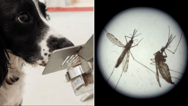 Ajaib, Anjing Kini Dilatih Untuk Mendeteksi Penyakit Malaria Melalui Bau Kaus Kaki, Ini Hasilnya...