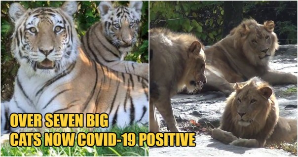 Tak Hanya Manusia, Empat Harimau dan Tiga Singa Positif Terinfeksi Covid-19 di Kebun Binatang Bronx 