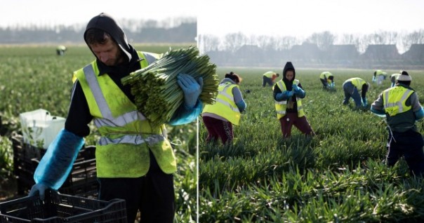 Jutaan Pekerja di Inggris Didesak Menjadi Pemanen Buah dan Sayuran, Ditengah Kekhawatiran Wabah Kelaparan