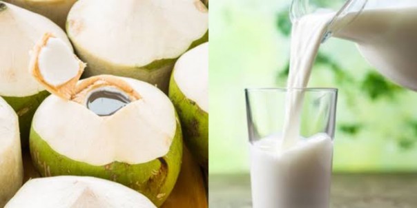 Minum susu atau air kelapa bisa jadi alternatif pengganti semangka dalam menjalani puasa ramadhan 2020 (foto/int)