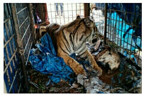 Balai Besar Konservasi Sumber Daya Alam (BBKSDA) Provinsi Riau berhasil mengevakuasi seekor Harimau Sumatera dari areal perkebuanan di PT Riau Indo Agro (foto/Rgo)