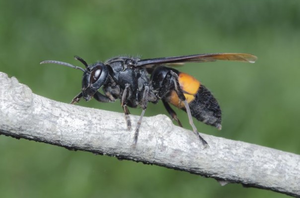 Lebah Pembunuh Raksasa Asia Ditemukan di Amerika Serikat Untuk Pertama Kalinya, Ini Imbasnya Pada Produksi Madu