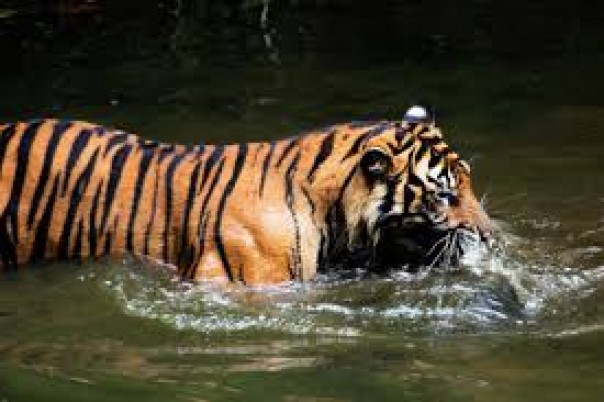 Habitat Harimau Menurun 40 Persen Sejak 2006, Menghadapi Ancaman Proyek Jalan 24.000 Km Dalam 30 Tahun