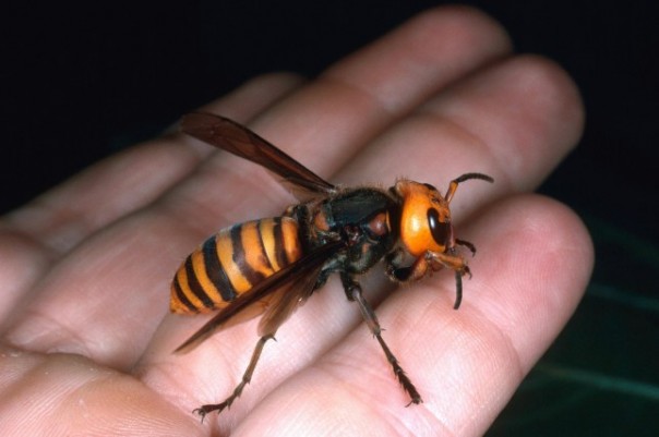 Ditengah Pandemi Virus Corona, Lebah Pembunuh Berukuran Raksasa yang Mampu Membunuh Manusia Telah Menginvasi Amerika Serikat