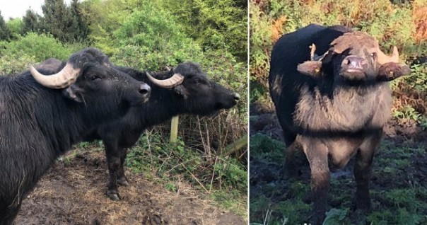 Sedang Bekerja Membuat Sabun dan Susu Kerbau Para Pekerja Diserang Oleh Seekor Kerbau Air di Wales, Ini yang Terjadi Pada Ketiganya...