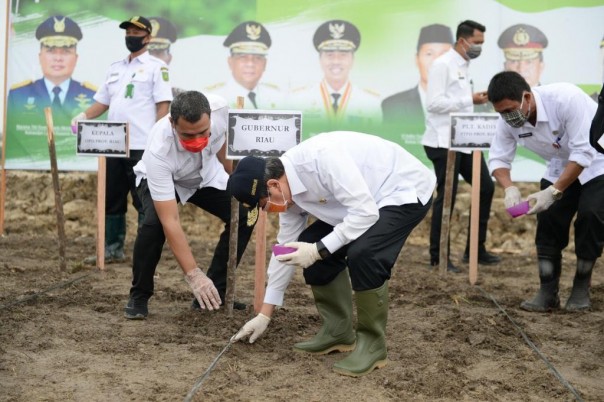 Gubernur Riau, Syamsuar mengikuti gerakan menanam dalam rangka untuk peningkatan ketahanan pangan di Provinsi Riau, Rabu (06/05/20) bertempat di Desa Kualu, Kecamatan Tambang, Kampar (foto/Wira)