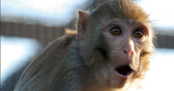 Vaksin Covid-19 yang Ditemukan Ilmuwan China Terbukti Efektif Pada Monyet