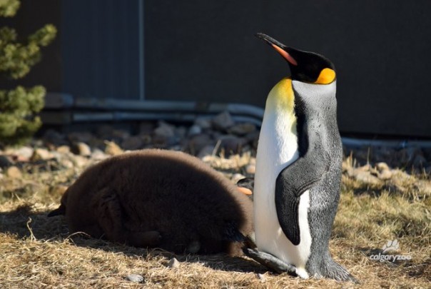 Kanada Menjadi Tempat Terdingin di Dunia Bahkan Penguin Dipaksa Mencari Tempat Berlindung, Ternyata Ini Penyebabnya...