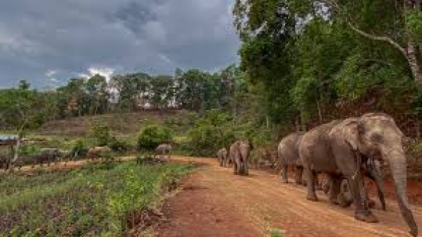 Akhrinya Setelah 20 Tahun, Gajah Tawanan  di Thailand Bebas Untuk Kembali Ke Habitat Karena Turunnya Bisnis Pariwisata