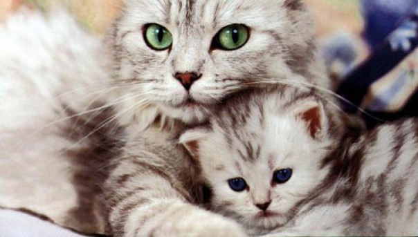 Induk kucing betina punya kebiasaan menggigit tengkuk anaknya jika pindah tempat (foto/int)