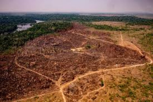 Mengejutkan, Sementara Dunia Berjuang Mengalahkan Covid-19, Hutan Hujan Amazon Seluas 1,200 Kilometer Hilang Dari Muka Bumi