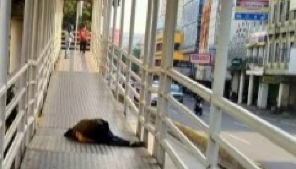 SR yang ditemukan tergeletak pingsan di halte bus. Kejadian ini sempat viral di media sosial. Foto: int